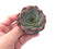 Echeveria 'Helena' Hybrid 2"-3" Powdery Succulent Plant