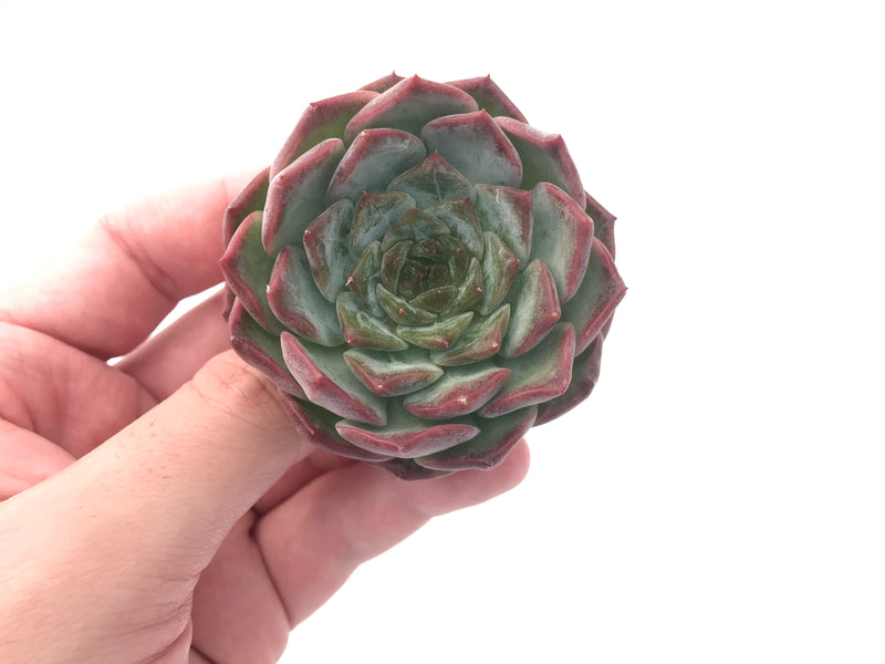 Echeveria 'Helena' Hybrid 2"-3" Powdery Succulent Plant