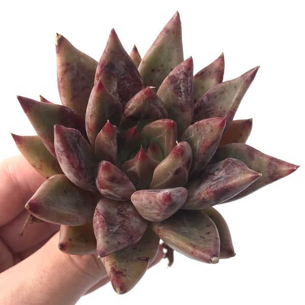 Echeveria Agavoides 'Psyche' 5" Succulent Plant