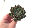 Echeveria Agavoides 'Ebony' x 'Zaragoza' Hybrid 3" Succulent Plant