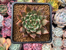 Echeveria Agavoides 'Sarabony' 3" Succulent Plant