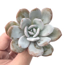 Echeveria 'Laui' 2" Powdery Succulent Plant