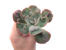 Echeveria Frill sp. 4 Succulent Plant