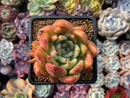 Echeveria Agavoides 'Rose Garnet' 3" Succulent Plant