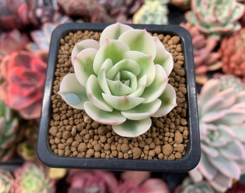 Echeveria 'Compton Carousel' Variegated 2" Small Succulent Plant