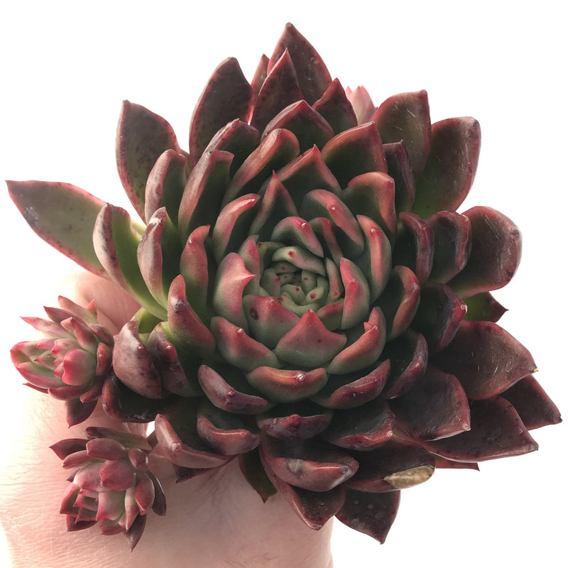 Echeveria Agavoides 'Prolifera' Hybrid Large 8" Succulent Plant