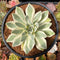 Orostachys 'Fuji' Variegated 3" Succulent Plant