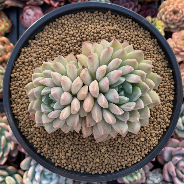 Pachyveria 'Heidi's Finger' 4"-5" Succulent Plant