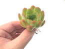 Echeveria 'Lineberry' 2"-3" Rare Succulent Plant