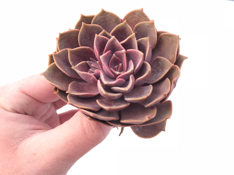 Echeveria Mina 3” Rare Succulent Plant