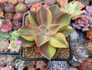 Graptoveria 'Fred Ives' Variegated 3" Succulent Plant