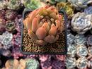 Echeveria Agavoides 'Pink Maria' 2"-3" Succulent Plant