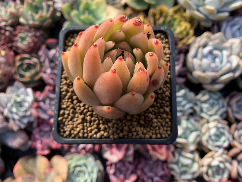 Echeveria Agavoides 'Pink Maria' 2"-3" Succulent Plant