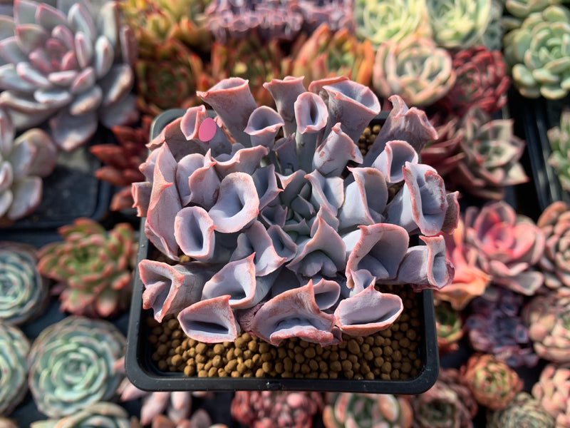 Echeveria 'Trumpet Pinky' 3" Succulent Plant