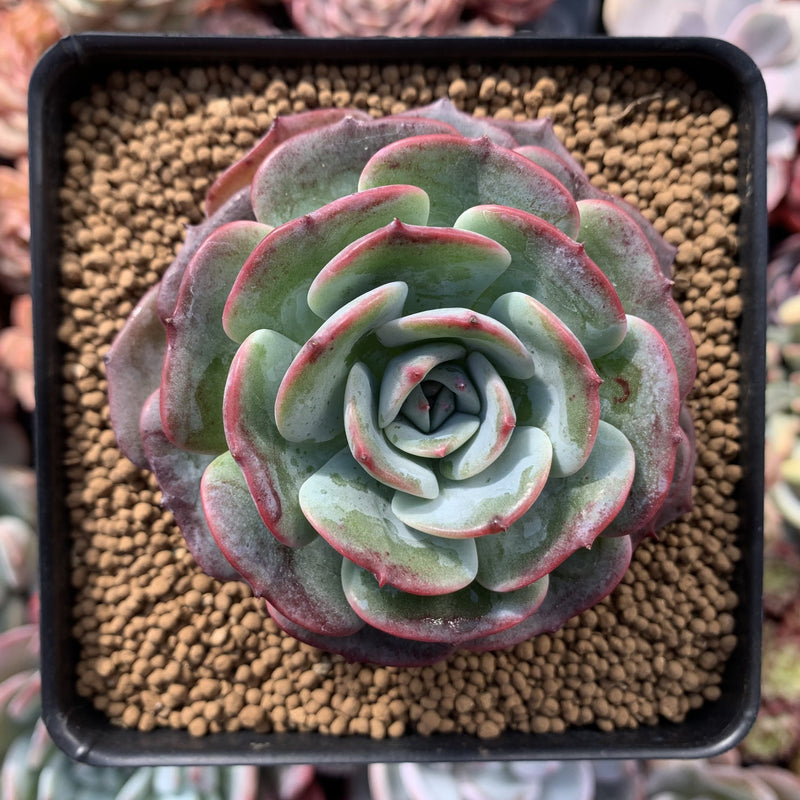 Echeveria sp. 3" Succulent Plant