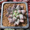 Pachyphytum 'Angels Finger' 1" Succulent Plant