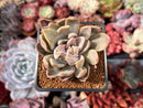 Echeveria 'Affinis Grey' 2" Succulent Plant