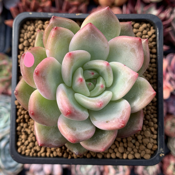 Echeveria 'Charlotte' 3" Succulent Plant