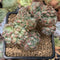 Echeveria 'Amelli' Crested 2" Cluster Succulent Plant