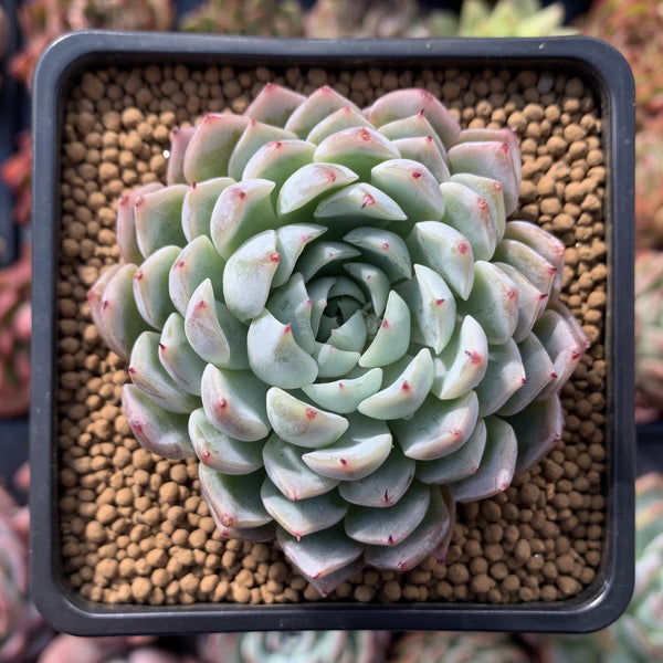 Echeveria 'White Zaragosa' 3" Succulent Plant