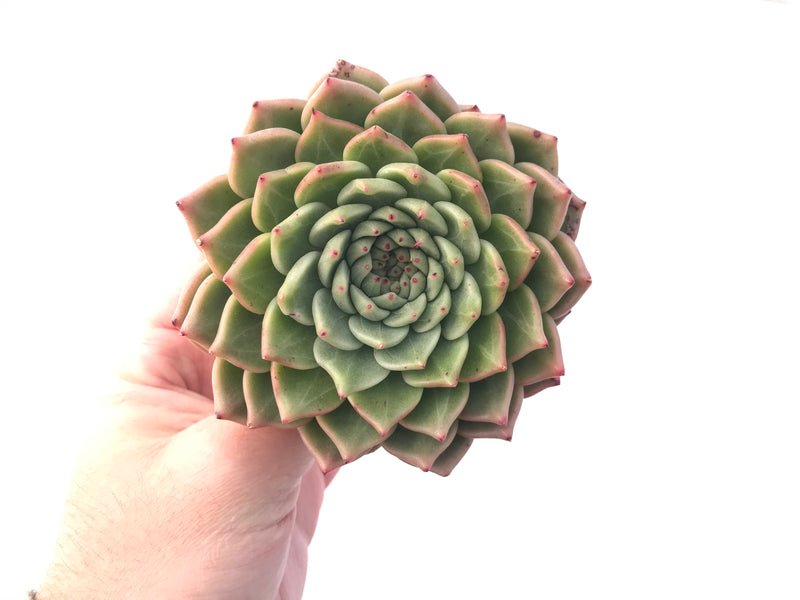 Echeveria Agavoides 'Rajoya' 5” Succulent Plant