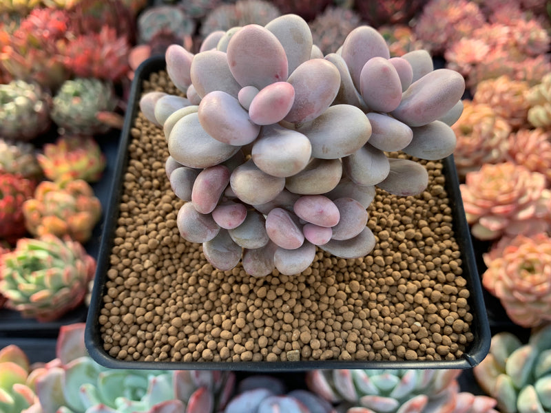 Graptopetalum 'Amethystinum' 4" Cluster Succulent Plant