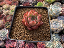 Echeveria Agavoides 'Honey Pink' 2" Succulent Plant