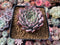 Echeveria 'Jackal' 2"-3" Powdery Succulent Plant