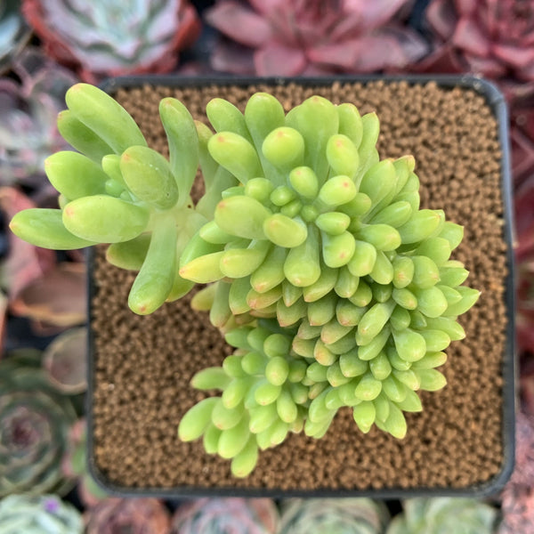 Sedum 'Pachyphyllum' Crested 3" Succulent Plant