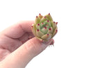 Echeveria Agavoides 'Ilina' 1" New Hybrid Small Succulent Plant