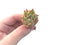 Echeveria Agavoides 'Ilina' 1" New Hybrid Small Succulent Plant