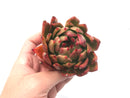 Echeveria Agavoides ‘Helia' 4” Rare Succulent Plant