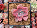 Graptoveria 'Mrs. Richards' Variegated 4" Succulent Plant