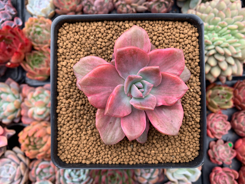 Graptoveria 'Mrs. Richards' Variegated 4" Succulent Plant