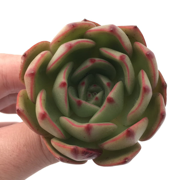 Echeveria 'Salu' 1"-2" Rare Succulent Plant