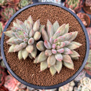 Pachyphytum 'Angels Finger' 3" Cluster Succulent Plant