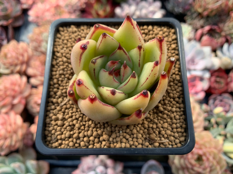 Echeveria Agavoides 'Maria' Hybrid 2" Succulent Plant