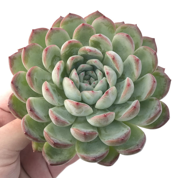 Echeveria 'Yusuke' 4" Succulent Plant