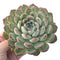 Echeveria 'Yusuke' 4" Succulent Plant