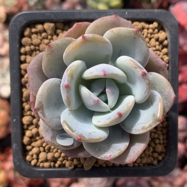 Echeveria 'Icy Purple' 2" Powdery Succulent Plant