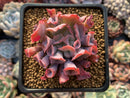 Echeveria 'Trumpet Pinky' 2"-3" Succulent Plant