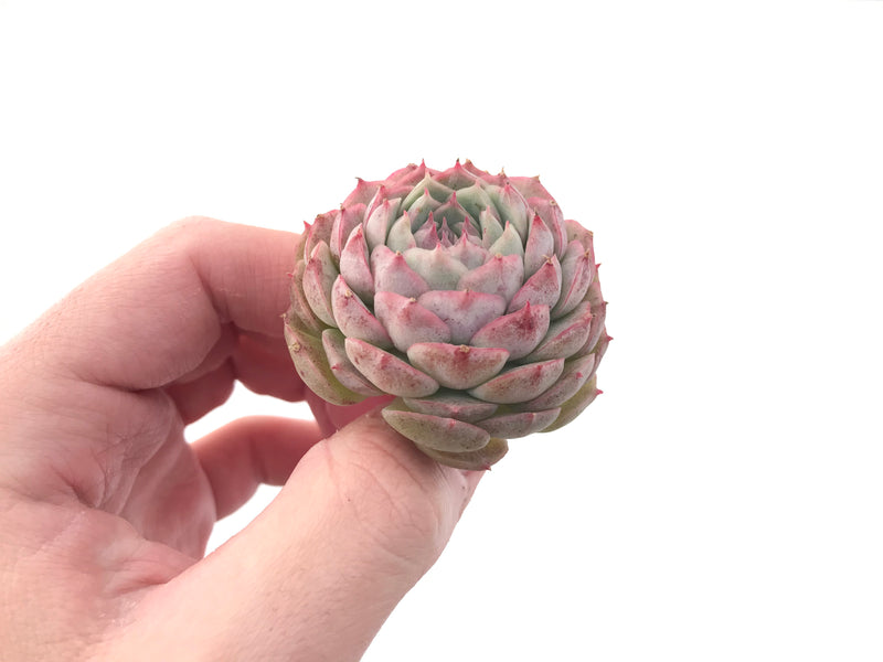 Echeveria 'Hongil' 2" New Hybrid Succulent Plant