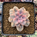 Quetzalcoatlia 'Pentandra Superba' Variegated 2" Succulent Plant (Formerly Graptopetalum 'Pentandrum Superbum' Variegated)