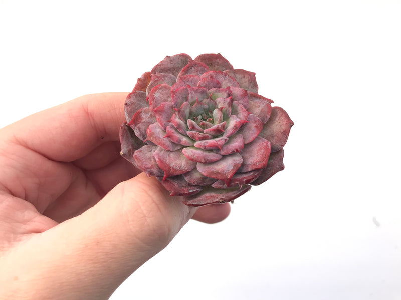 Echeveria 'Lovely' 3" Succulent Plant