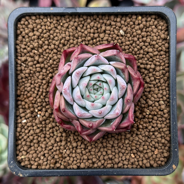 Echeveria 'Anchez Mejoradae' 1"-2" Seed-grown Succulent Plant