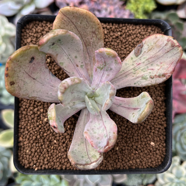 Pachyveria 'Jocelyns Joy' Variegated 2" Succulent Plant