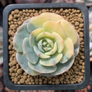 Echeveria 'Bluette' Variegated 1"-2" Succulent Plant