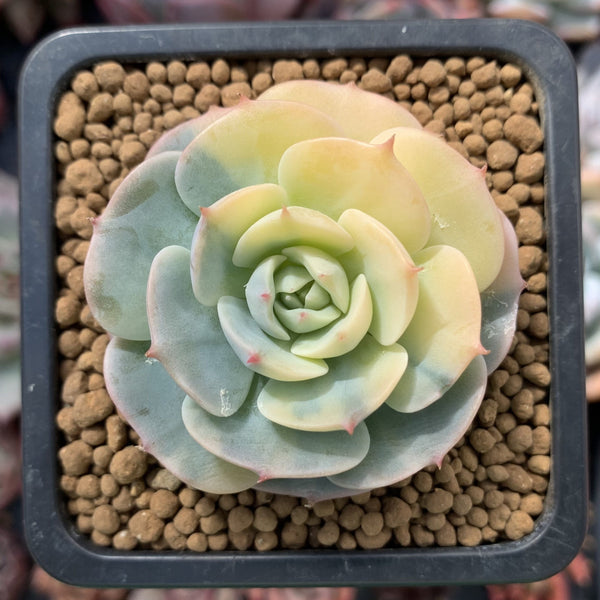 Echeveria 'Bluette' Variegated 1"-2" Succulent Plant