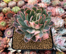 Echeveria 'Bradburiana' Variegated 4" Succulent Plant