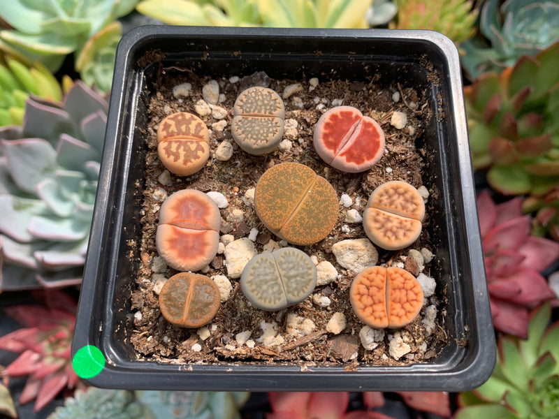 Collection of Lithops 2" (x9 Lithops) Succulent Plant